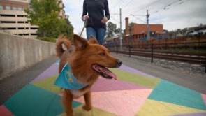 VisitNC - The Dog Travel Agent