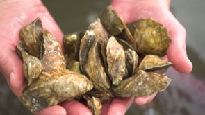 Got to Be NC - Oysters