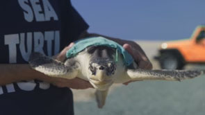 Visit NC - Sea Turtle Release